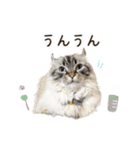 毎日使える♡まめこっとんスタンプ（個別スタンプ：8）