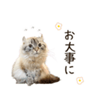 毎日使える♡まめこっとんスタンプ（個別スタンプ：9）
