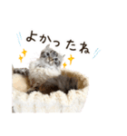 毎日使える♡まめこっとんスタンプ（個別スタンプ：10）