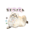 毎日使える♡まめこっとんスタンプ（個別スタンプ：12）