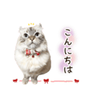 毎日使える♡まめこっとんスタンプ（個別スタンプ：16）