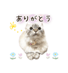毎日使える♡まめこっとんスタンプ（個別スタンプ：18）