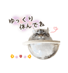 毎日使える♡まめこっとんスタンプ（個別スタンプ：22）