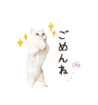 毎日使える♡まめこっとんスタンプ（個別スタンプ：25）