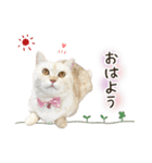 毎日使える♡まめこっとんスタンプ（個別スタンプ：29）