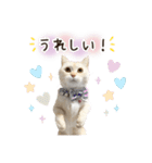 毎日使える♡まめこっとんスタンプ（個別スタンプ：38）