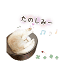 毎日使える♡まめこっとんスタンプ（個別スタンプ：40）