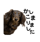 かしこまれ！犬猫狸のきむち（個別スタンプ：1）