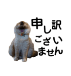 かしこまれ！犬猫狸のきむち（個別スタンプ：3）