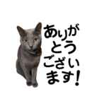 かしこまれ！犬猫狸のきむち（個別スタンプ：5）