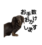 かしこまれ！犬猫狸のきむち（個別スタンプ：7）