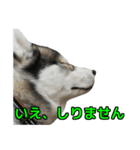 ハスキー犬の桃太郎スタンプ（個別スタンプ：3）