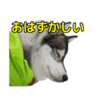 ハスキー犬の桃太郎スタンプ（個別スタンプ：14）