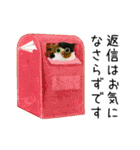 箱入り猫のやさしい敬語スタンプ（個別スタンプ：40）