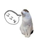 しゃーくさま（個別スタンプ：4）