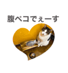 しゃーくさま（個別スタンプ：5）