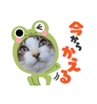 しゃーくさま（個別スタンプ：6）