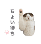 しゃーくさま（個別スタンプ：9）