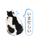 しゃーくさま（個別スタンプ：14）