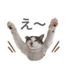 しゃーくさま（個別スタンプ：15）