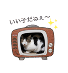しゃーくさま（個別スタンプ：20）