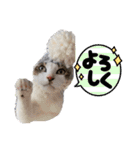 しゃーくさま（個別スタンプ：21）