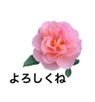 yasuおばさんの薔薇言葉R4-1（個別スタンプ：7）