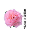 yasuおばさんの薔薇言葉R4-1（個別スタンプ：9）