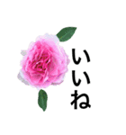 yasuおばさんの薔薇言葉R4-1（個別スタンプ：16）