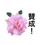 yasuおばさんの薔薇言葉R4-1（個別スタンプ：17）