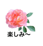 yasuおばさんの薔薇言葉R4-1（個別スタンプ：19）