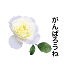 yasuおばさんの薔薇言葉R4-1（個別スタンプ：22）