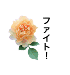 yasuおばさんの薔薇言葉R4-1（個別スタンプ：23）