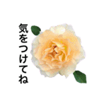 yasuおばさんの薔薇言葉R4-1（個別スタンプ：26）