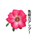 yasuおばさんの薔薇言葉R4-1（個別スタンプ：33）