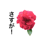 yasuおばさんの薔薇言葉R4-1（個別スタンプ：36）
