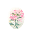 花100 C（個別スタンプ：15）