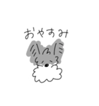 ミニチュアシュナウザーのチコちゃん（個別スタンプ：3）