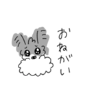 ミニチュアシュナウザーのチコちゃん（個別スタンプ：13）