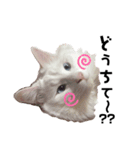 ぴことぴの。ワクワクすたんぷ（個別スタンプ：1）