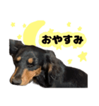 はちたんのスタンプ（個別スタンプ：3）