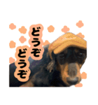 はちたんのスタンプ（個別スタンプ：5）