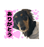 はちたんのスタンプ（個別スタンプ：9）