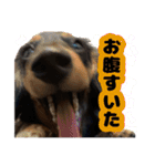 はちたんのスタンプ（個別スタンプ：12）
