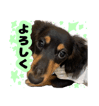 はちたんのスタンプ（個別スタンプ：13）