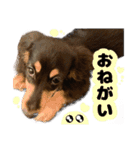 はちたんのスタンプ（個別スタンプ：14）