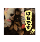 はちたんのスタンプ（個別スタンプ：16）