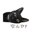 苦悩の黒猫（日本語Ver.）（個別スタンプ：4）