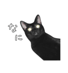 苦悩の黒猫（日本語Ver.）（個別スタンプ：5）