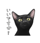 苦悩の黒猫（日本語Ver.）（個別スタンプ：11）